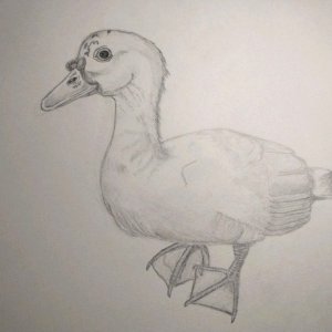 Duck Drawing copy.jpg