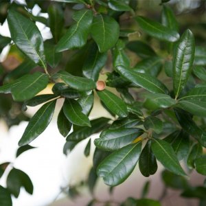 live-oak-leaf-detail-treeland-nursery.jpg