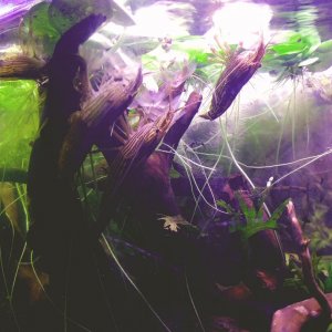 bambooshrimpfeeding.jpg