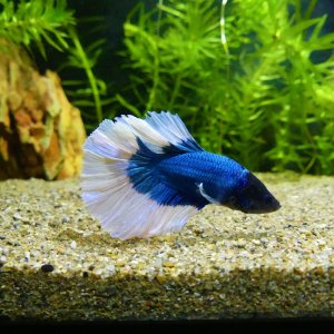 Betta (3).JPG