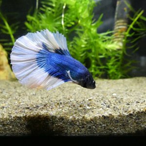 Betta 2.JPG