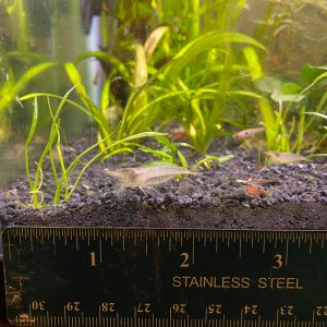 Shrimp2.jpg