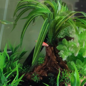 danios.jpg