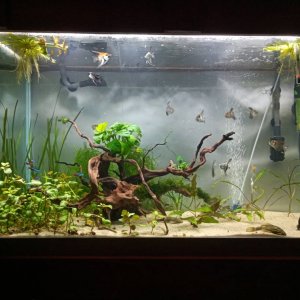 fishforums-march19-totm.jpg