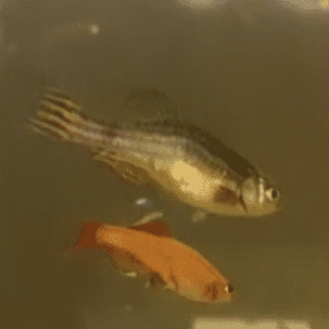 fish.png