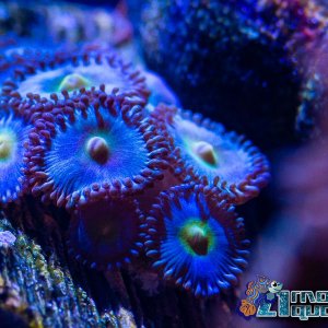 Saltwater 7-5-2020-19.jpg