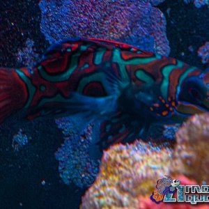 Saltwater 7-5-2020-20.jpg