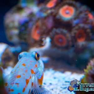 Saltwater 7-5-2020-22.jpg