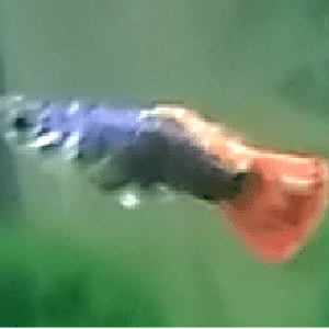 guppy sick1.png