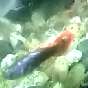guppy sick2.png
