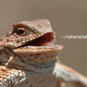 50BEE54D-97FB-4E6E-8005-67C64C762A59.gif