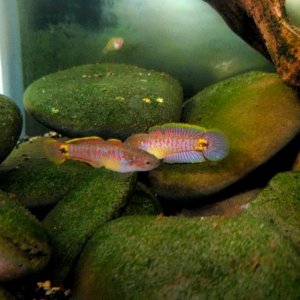 Adult Peacock Gudgeon Pair (With Cpt. Nemo) (4)