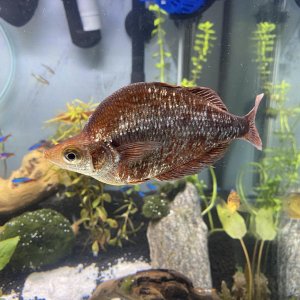 redirianfish.jpg
