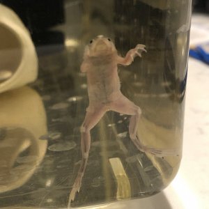frog3.jpg