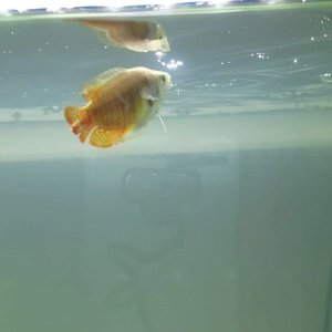 Gourami 1.jpg