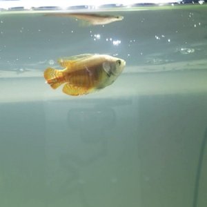 Gourami 2.jpg