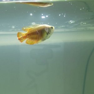 Gourami 3.jpg