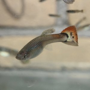 IMG_1887.JPG