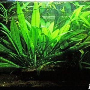 Echinodorus parviflorus wild.jpg
