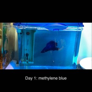 day 1 methylene blue.jpg