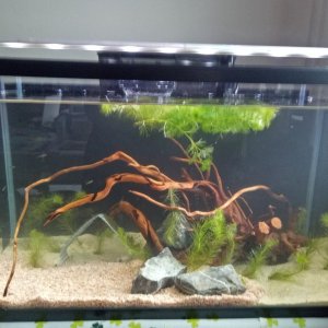 Tank 2_initial stage.jpg