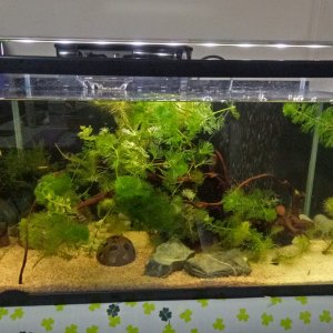 Tank 2.jpg