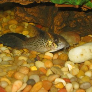 fishphotos2004_026.jpg