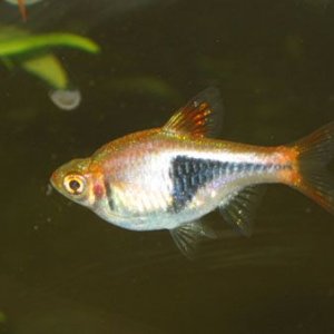 fishphotos2004_030.jpg