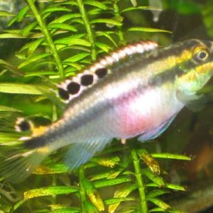 fishphotos2004_024.jpg