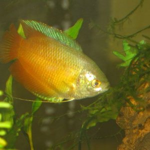 fishphotos2004_032.jpg