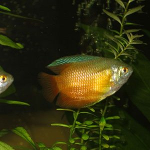 fishphotos2004_025.jpg