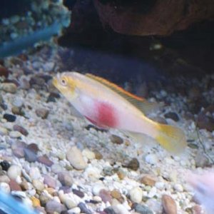 Female_Albino_Krib.jpg