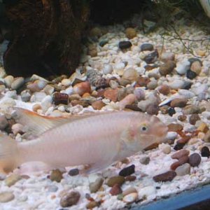 Male_Albino_Krib.jpg