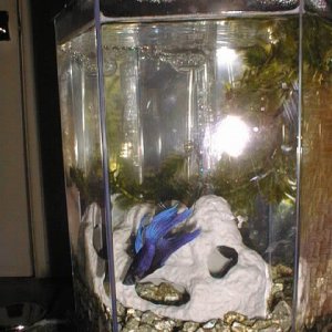 blue_betta_fish.jpg