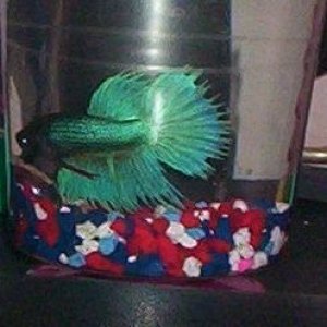 fishhhhhh.jpg