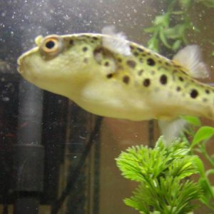 Puffer1bpost.jpg