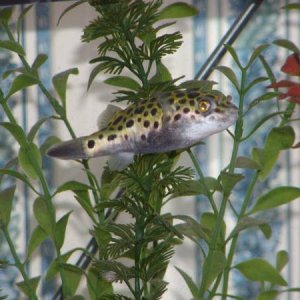 Puffer2apost.jpg