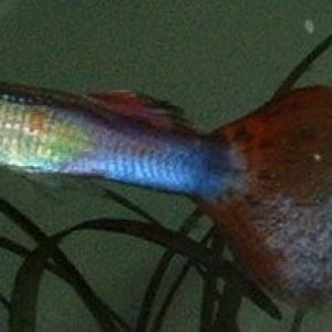 Guppy2.JPG
