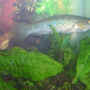 BRYAN_FAMILY_pets_071.jpg
