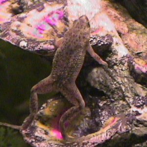 04_02_11_Frog_2.jpg