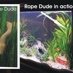 RopeDude.jpg
