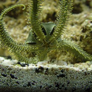 starfish2predforum.jpg