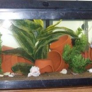 my_tanks_20long.jpg