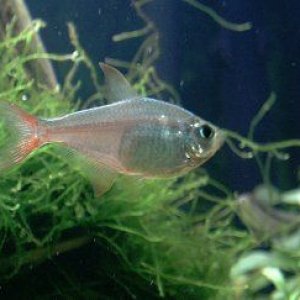 tetra1.jpg