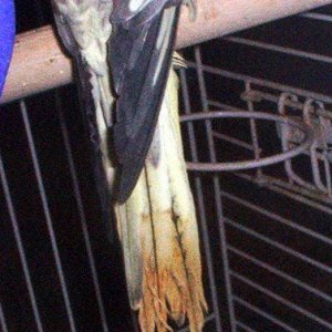 yellow_tail.JPG