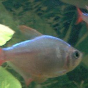 fishes111_004.jpg