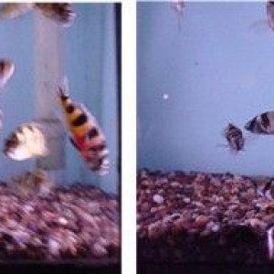 Africancichlids.jpg