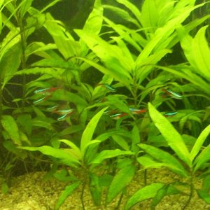 tetras.JPG