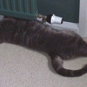 cat.jpg