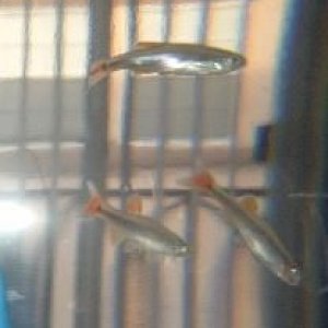 fish.JPG